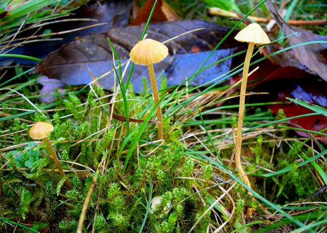 Galerina clavata      ( Velenovsky)    Kuhner